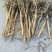 鲜防风大量货源供货