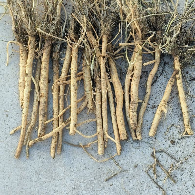 鲜防风大量货源供货