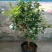 含笑花盆栽树苗室内阳台浓香型带花苞香蕉花庭院四季开花耐寒