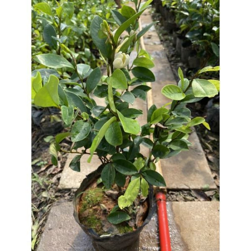 含笑花盆栽树苗室内阳台浓香型带花苞香蕉花庭院四季开花耐寒