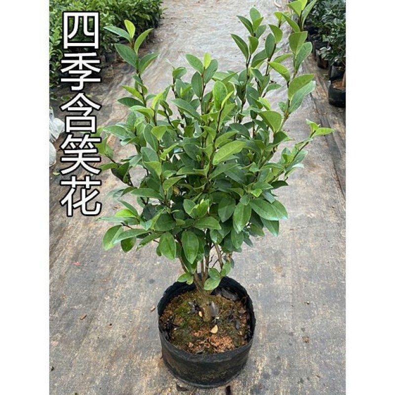 含笑花盆栽树苗室内阳台浓香型带花苞香蕉花庭院四季开花耐寒
