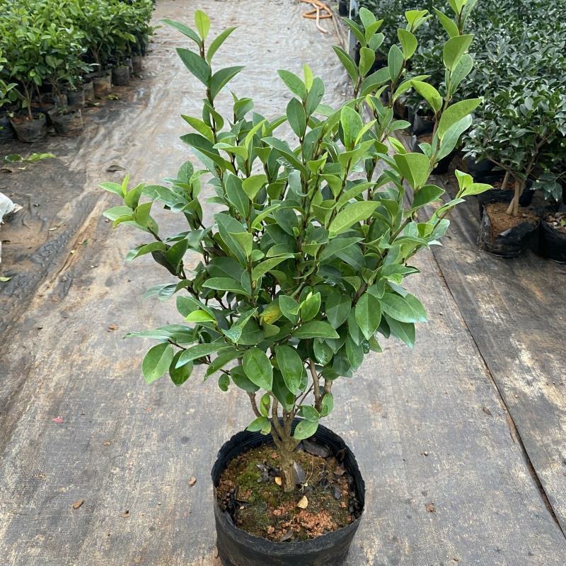 含笑花盆栽树苗室内阳台浓香型带花苞香蕉花庭院四季开花耐寒