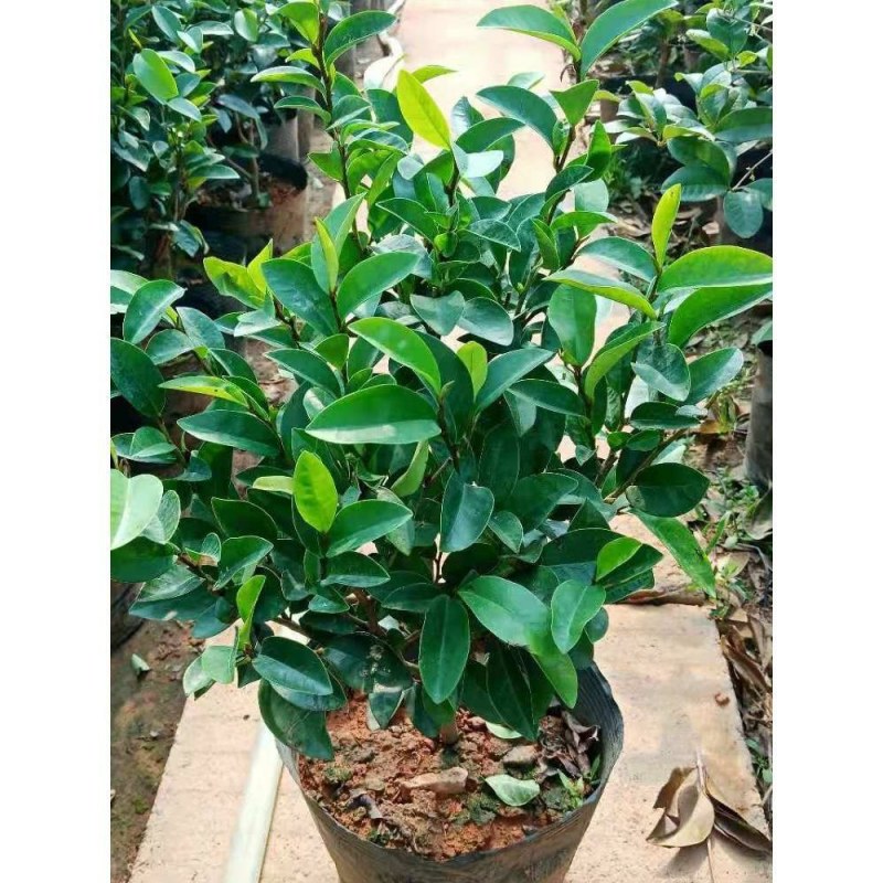 含笑花盆栽树苗室内阳台浓香型带花苞香蕉花庭院四季开花耐寒