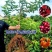 果园直发车厘子大樱桃树苗黑珍珠弗里斯克保真品种成活