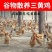 种养专业合作社林间散养原生态无污染肉质鲜美三黄鸡纯粮稻谷