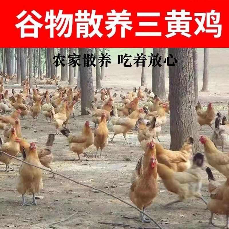 种养专业合作社林间散养原生态无污染肉质鲜美三黄鸡纯粮稻谷