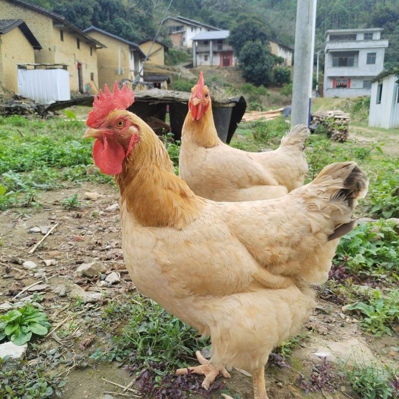 种养专业合作社林间散养原生态无污染肉质鲜美三黄鸡纯粮稻谷
