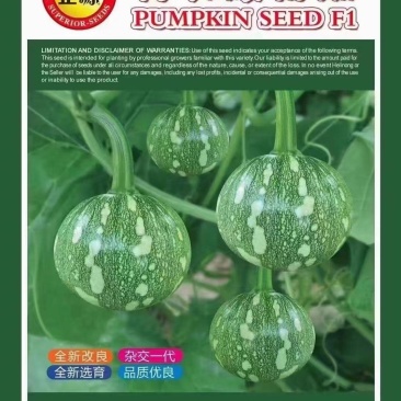 小南瓜种子利农嫩南瓜早熟嫩花白皮嫩气瓜多瓜靓