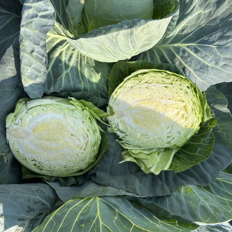精品甘蓝包菜🥬产地直发质量保证，电商超市物流全国
