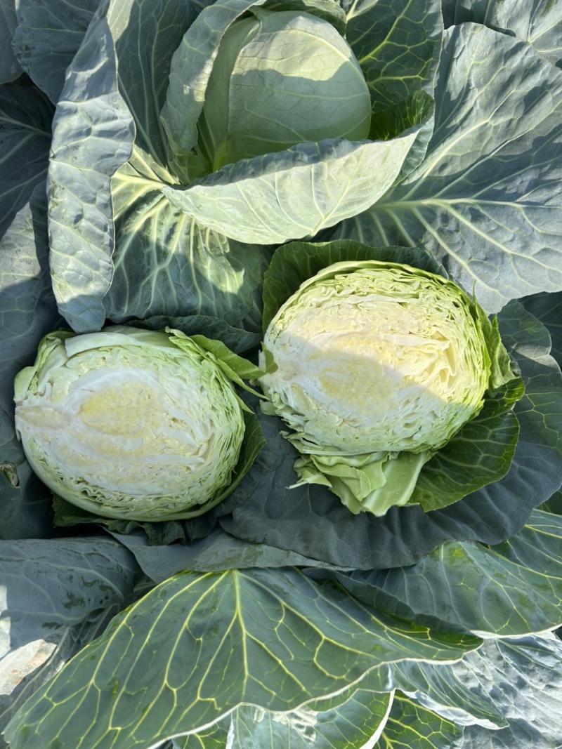 精品甘蓝包菜🥬产地直发质量保证，电商超市物流全国