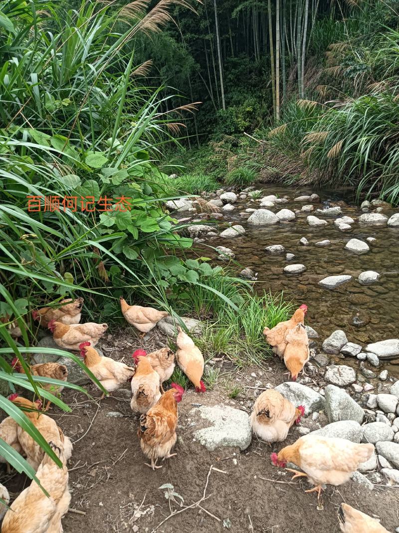 种养专业合作社林间散养原生态无污染肉质鲜美线鸡纯粮稻谷