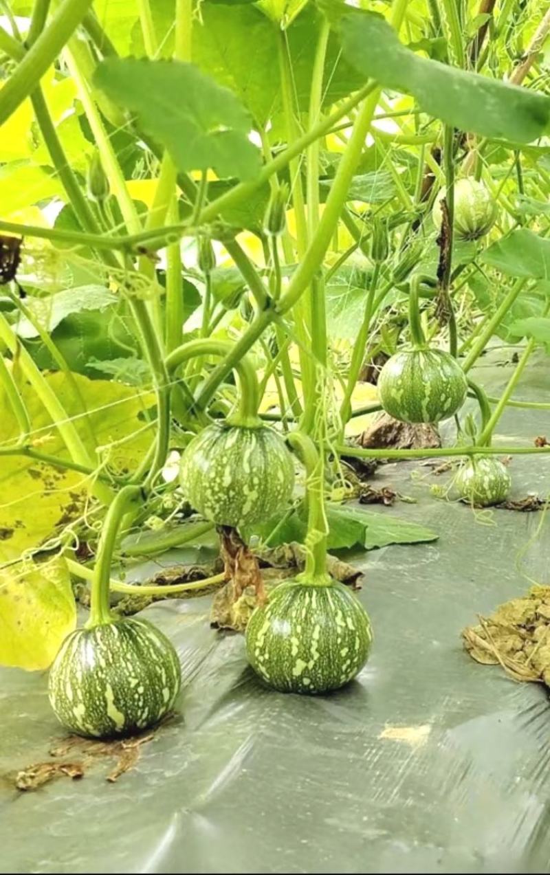 小南瓜种子利农嫩南瓜早熟嫩花白皮嫩气瓜多瓜靓