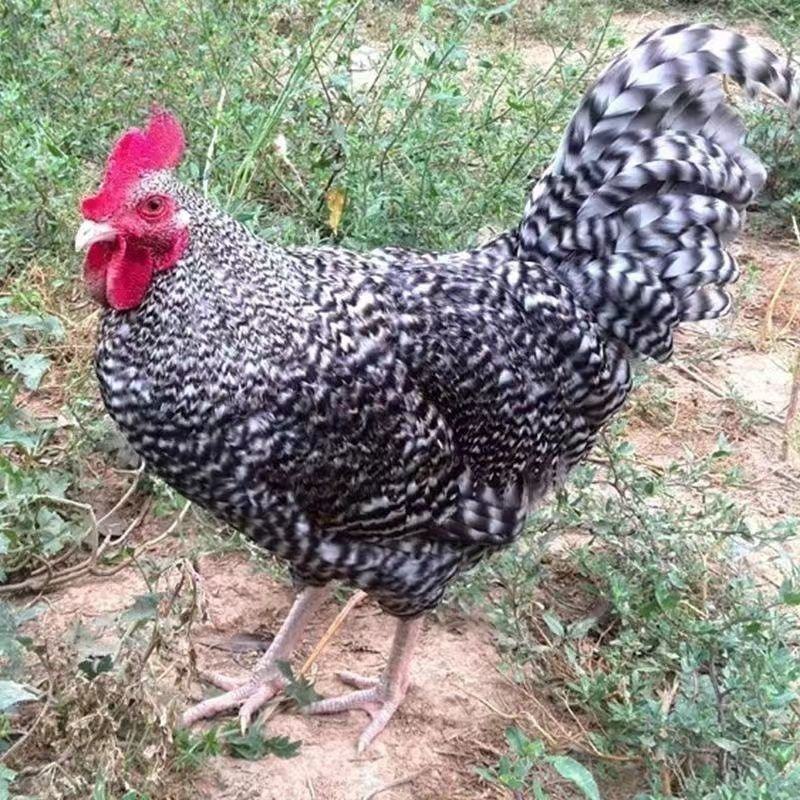 种养专业合作社林间散养原生态无污染肉质鲜美芦花鸡纯粮稻谷