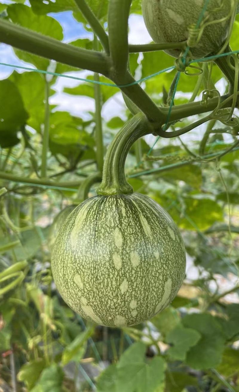 小南瓜种子利农嫩南瓜早熟嫩花白皮嫩气瓜多瓜靓