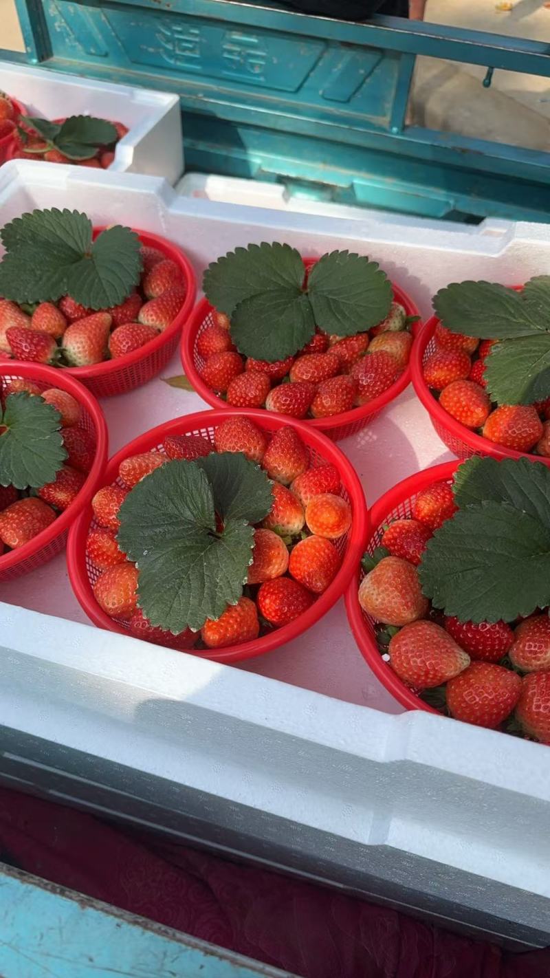河南中牟宁玉草莓。产地直发。一手货源。诚信代办。