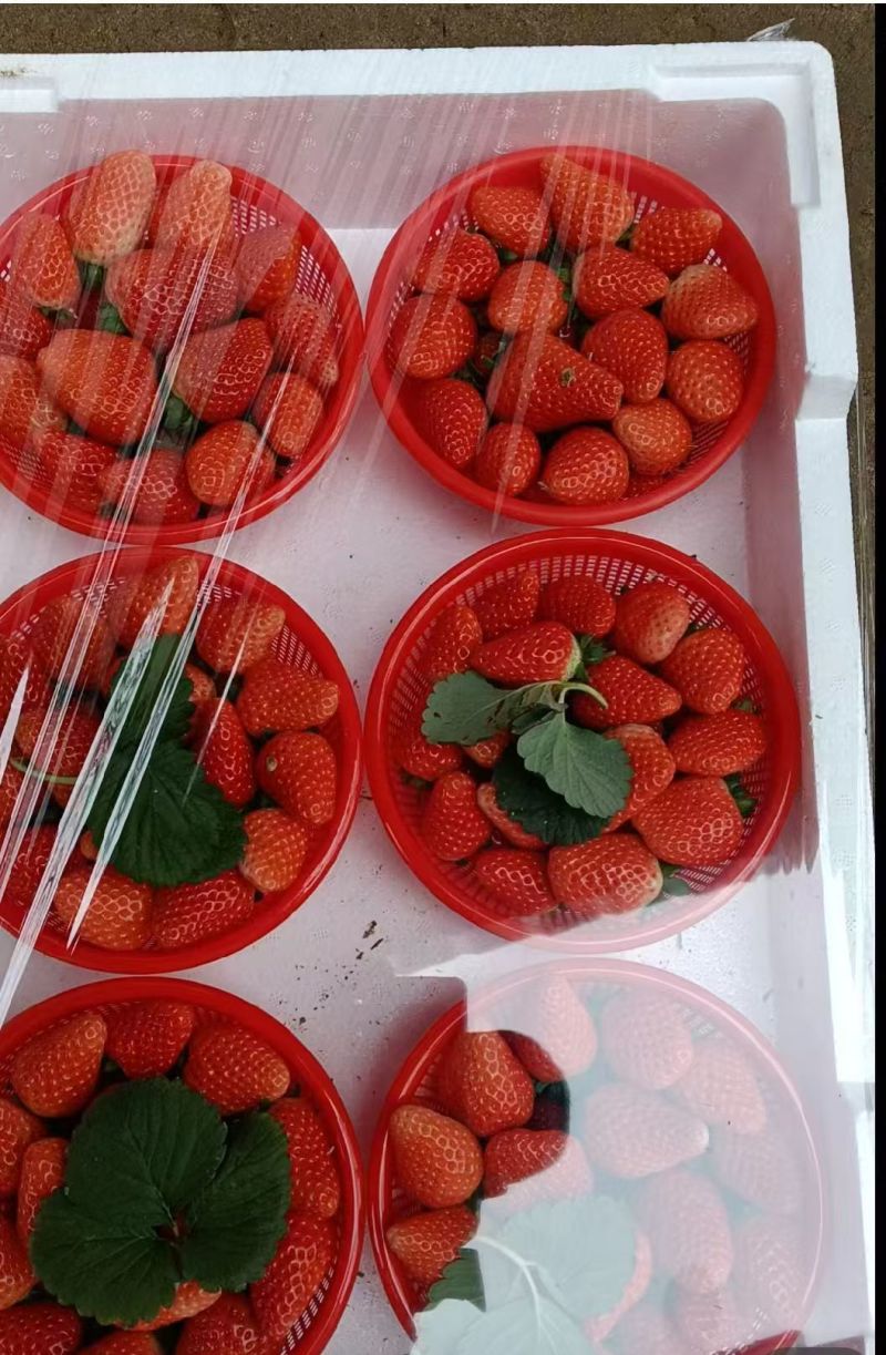 河南中牟宁玉草莓。产地直发。一手货源。诚信代办。