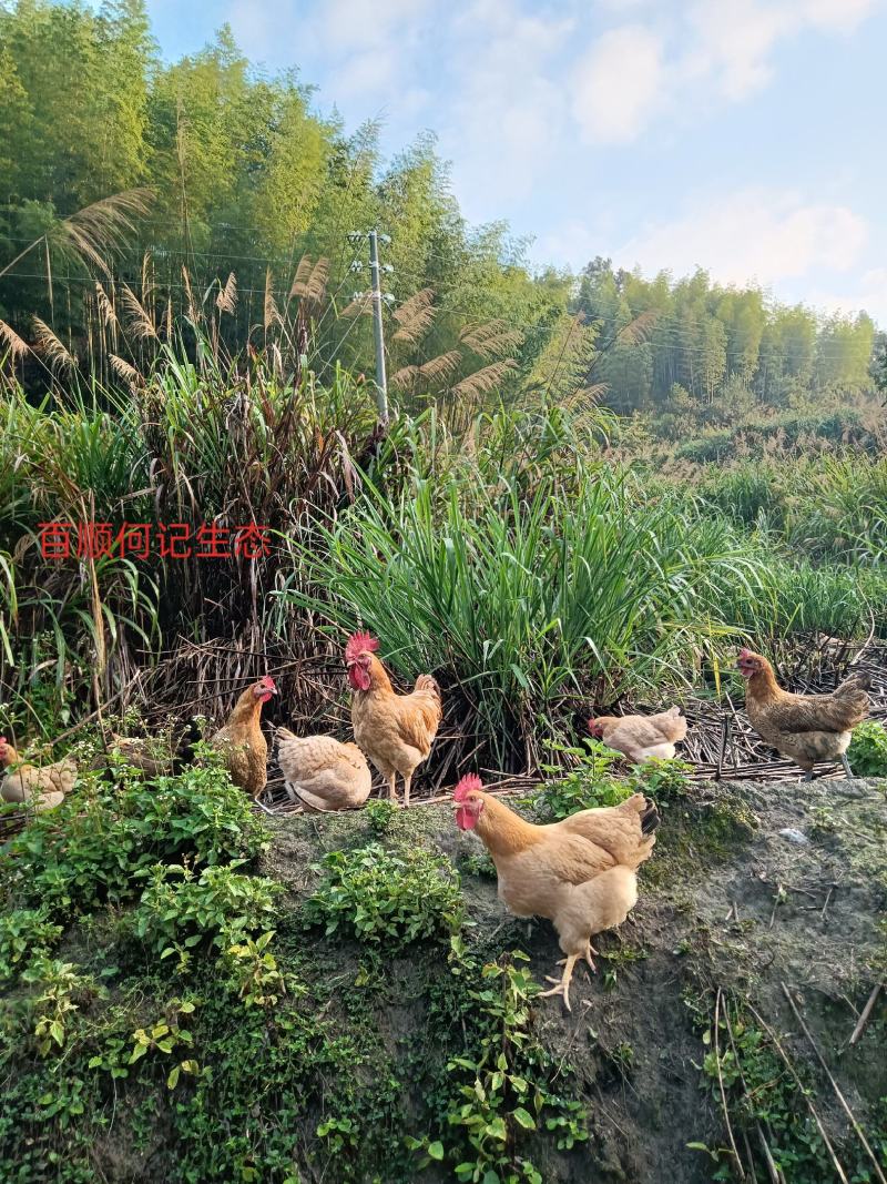 种养专业合作社林间散养原生态无污染肉质鲜美芦花鸡纯粮稻谷