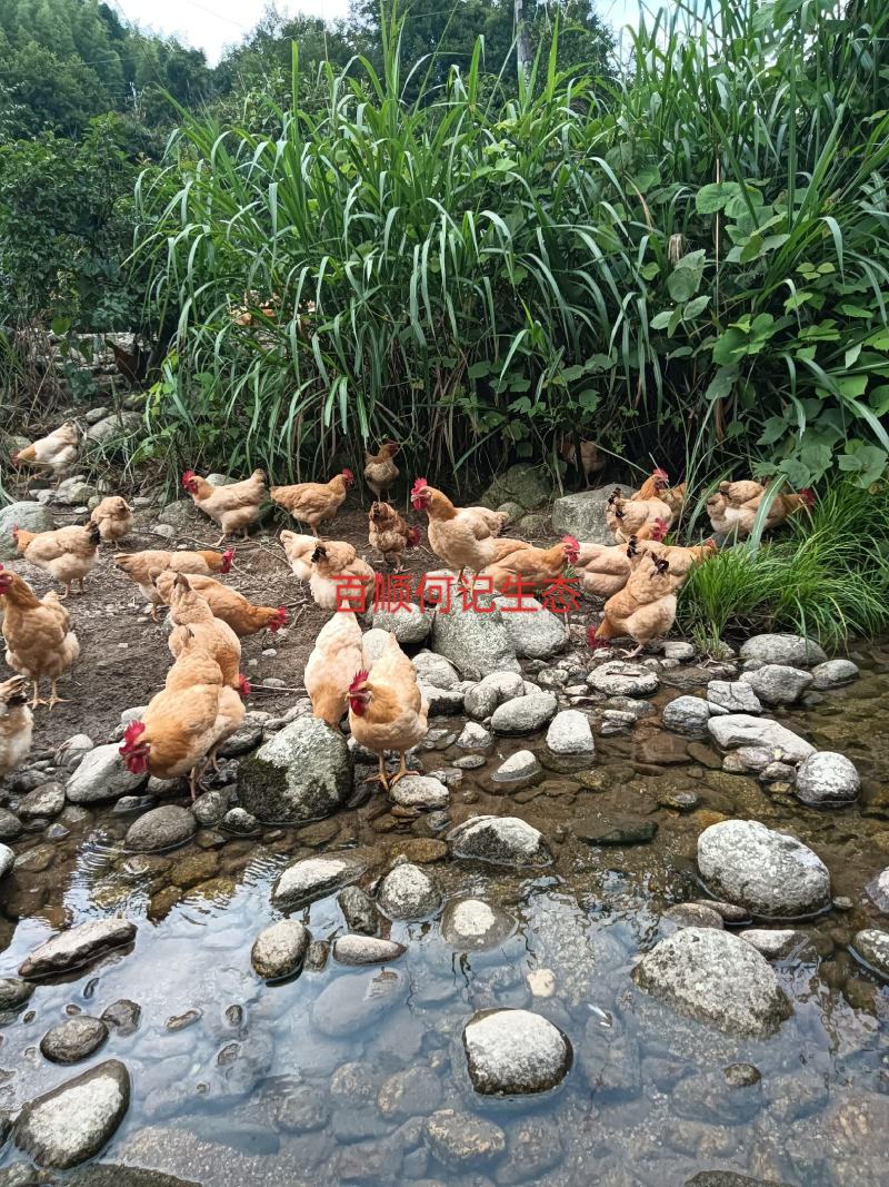 种养专业合作社林间散养原生态无污染肉质鲜美芦花鸡纯粮稻谷