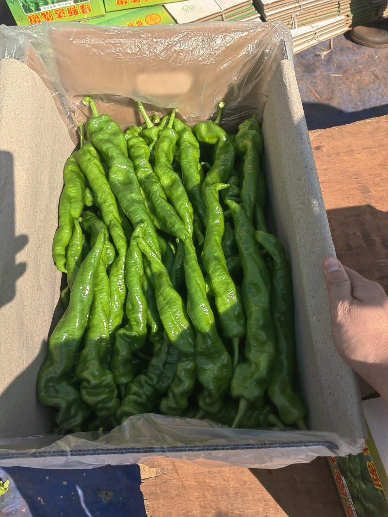 徐闻县精品基地陇椒，螺丝椒，全国代发，诚信经营。