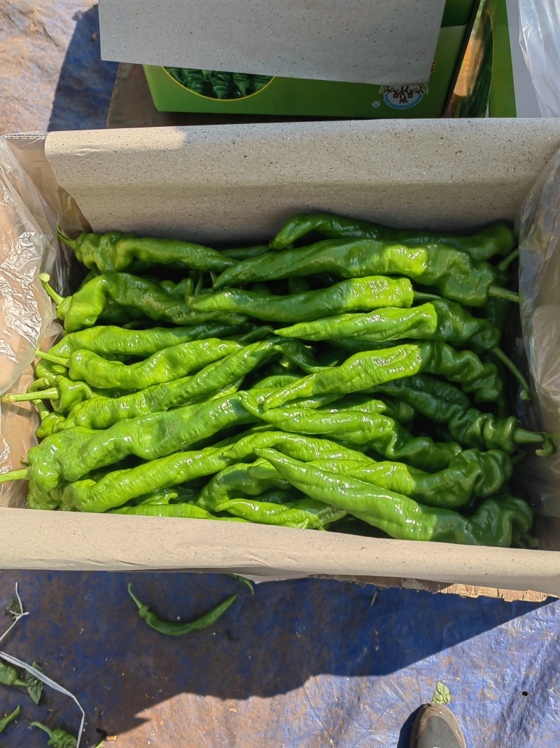 徐闻县精品基地陇椒，螺丝椒，全国代发，诚信经营。