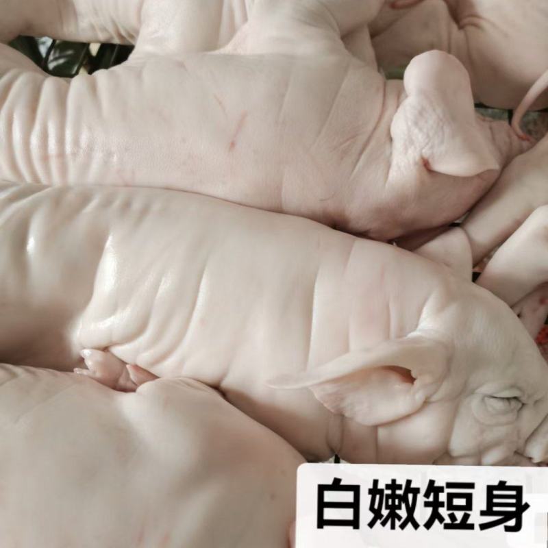 鲜冻乳猪批发