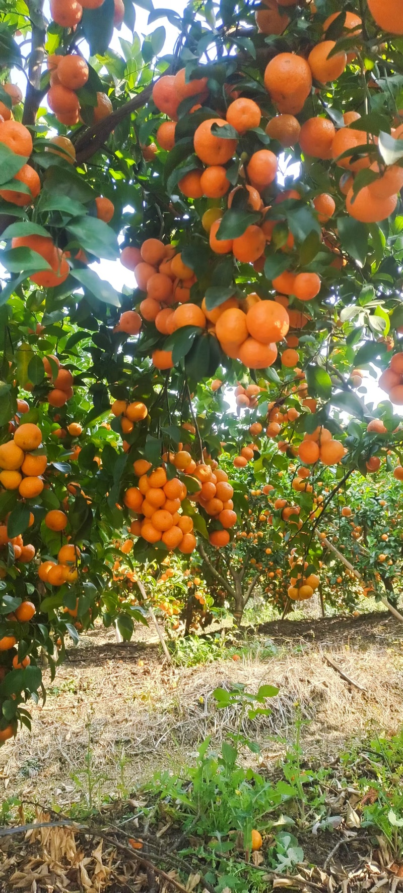 广西象州沙糖桔