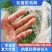防鸟网尼龙网使用寿命长一斤55-60平方果树鱼塘专用