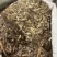 抱石莲中药材抱石莲1000克瓜子菜飞莲草抱树莲金龟藤苞石