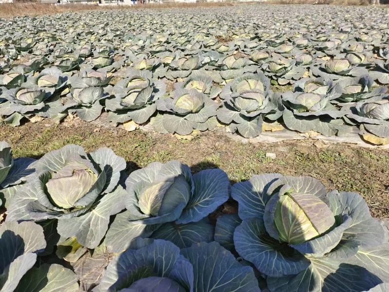 精品莲花白上市了