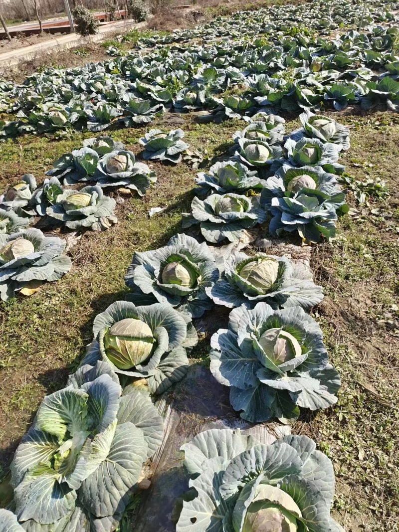 精品莲花白上市了