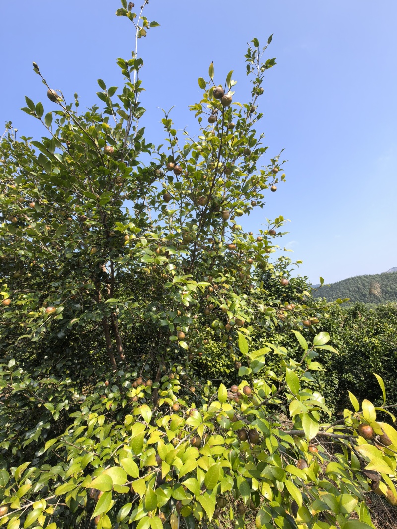 自有茶山，熟榨山茶油自有山茶籽茶山，农家传统工艺压榨烘焙