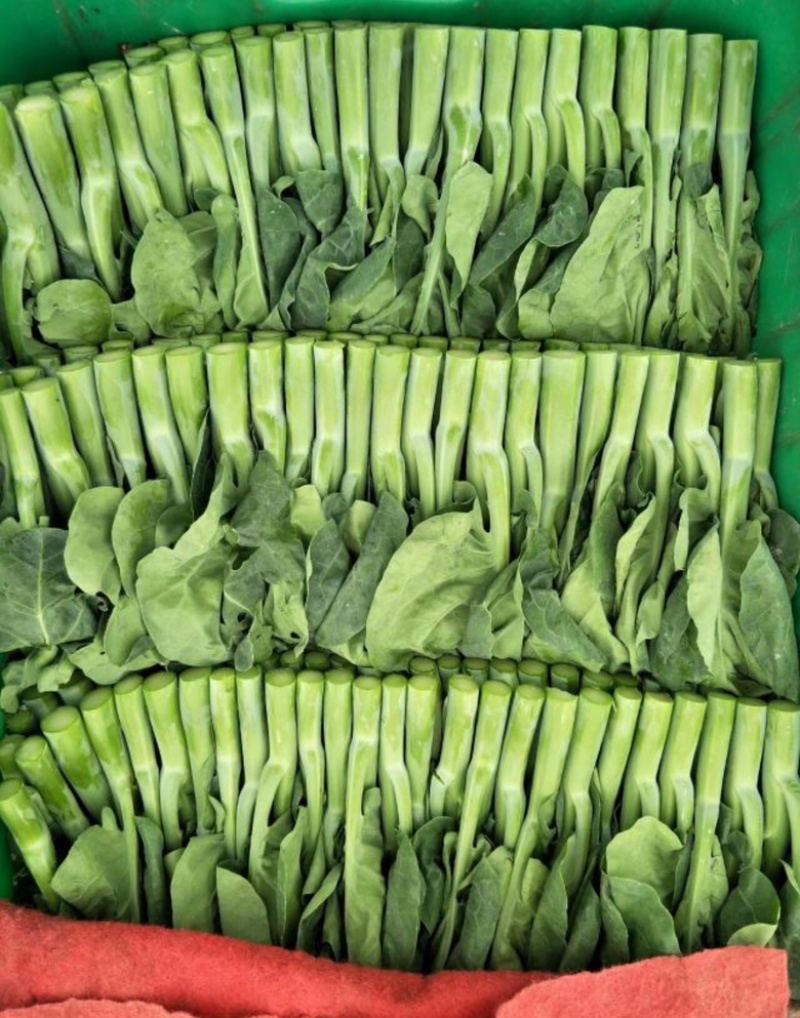 武汉菜苔广东甜菜心产地直销供全国电商超市物美价廉