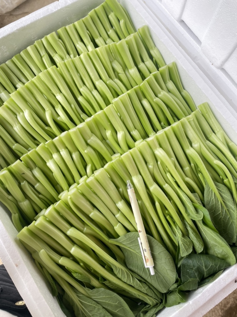武汉菜苔广东甜菜心产地直销供全国电商超市物美价廉