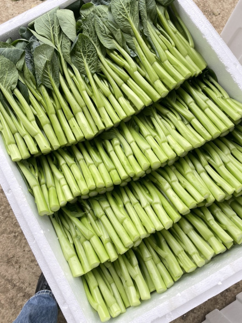 广东菜心大量批发，长期有货