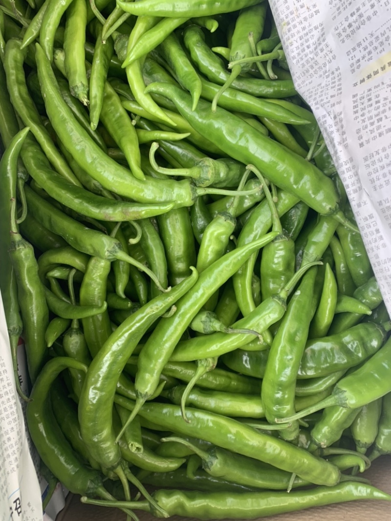 电商杭椒鲜辣椒大量供应代发全国诚信合作欢迎来电