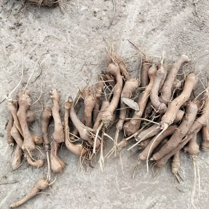 精品手选规格白术种苗白术芽子正宗包邮量大从优