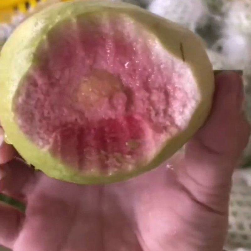 西瓜红番石榴