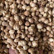 白蔻，原货白蔻，无硫白蔻，水洗白蔻