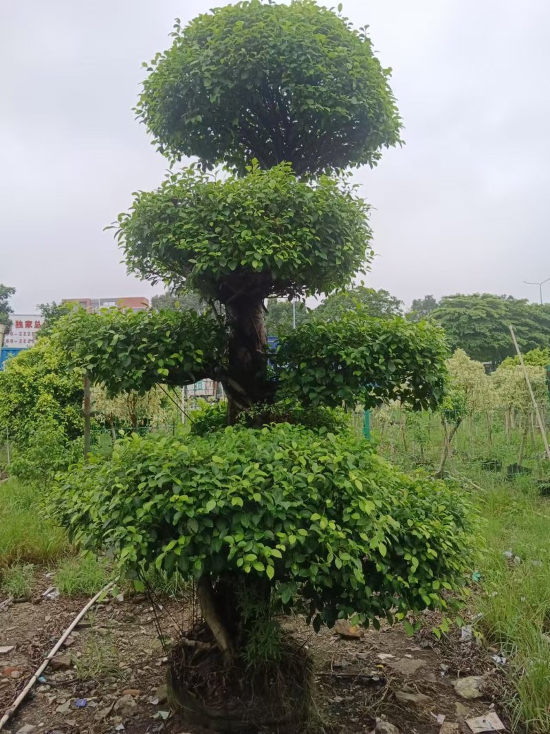 2412造型榕树细叶小叶榕桩头景观榕树