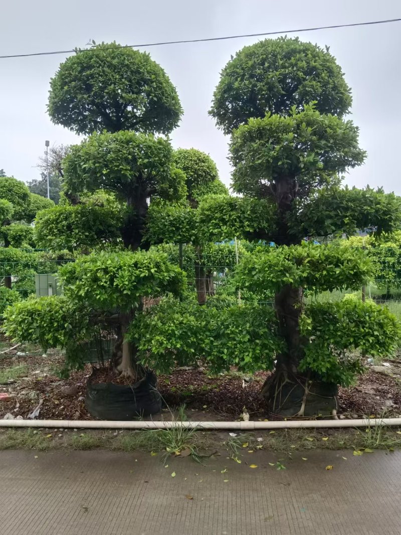 2412造型榕树细叶小叶榕桩头景观榕树