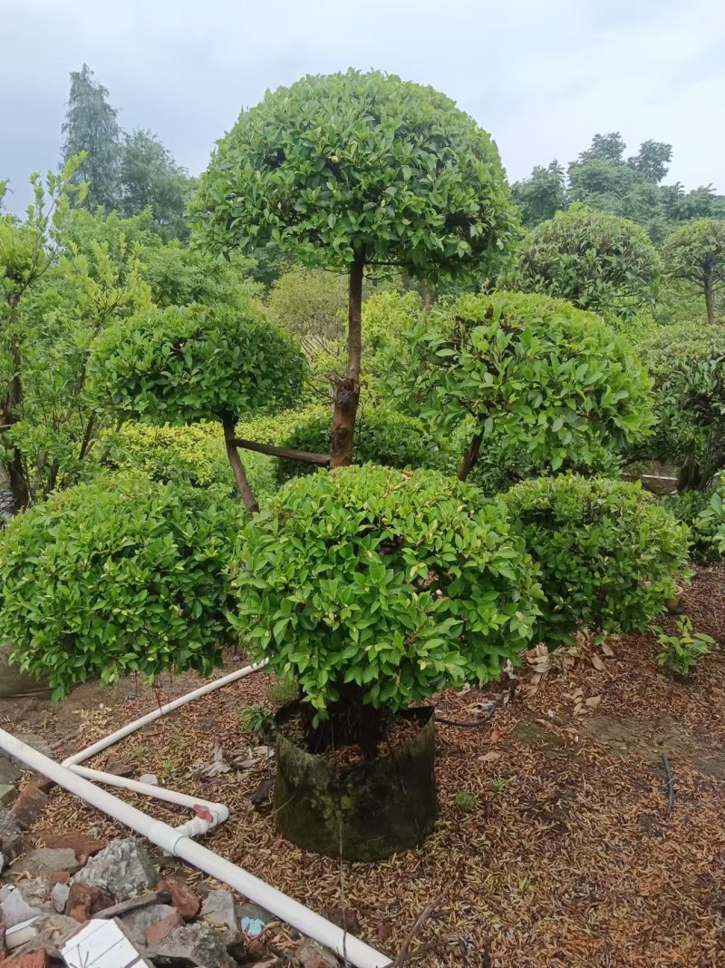 2412造型榕树细叶小叶榕桩头景观榕树