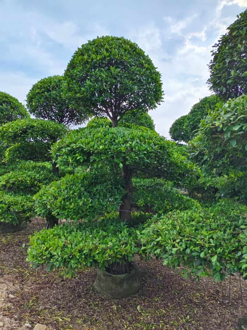 2412造型榕树细叶小叶榕桩头景观榕树