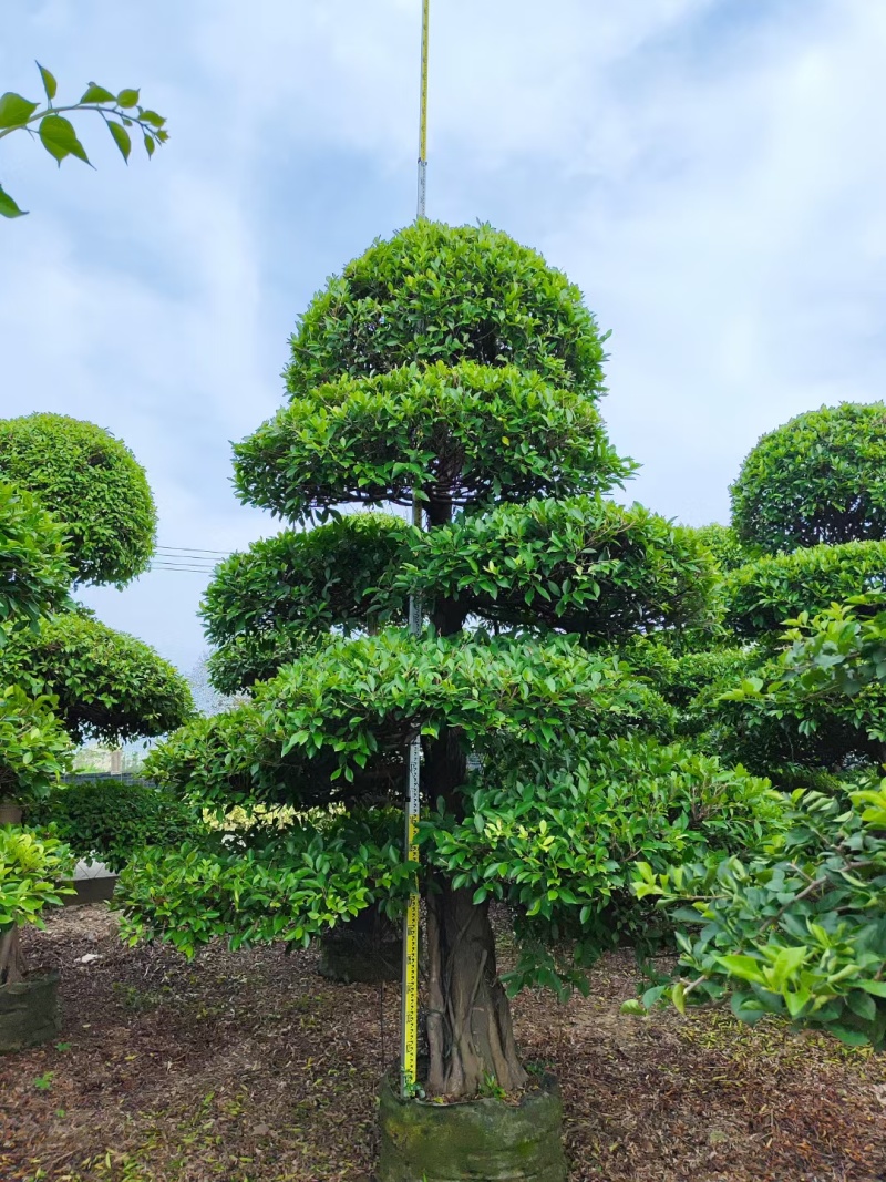 2412造型榕树细叶小叶榕桩头景观榕树