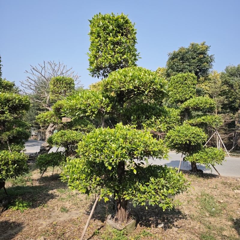 2412造型榕树细叶小叶榕桩头景观榕树