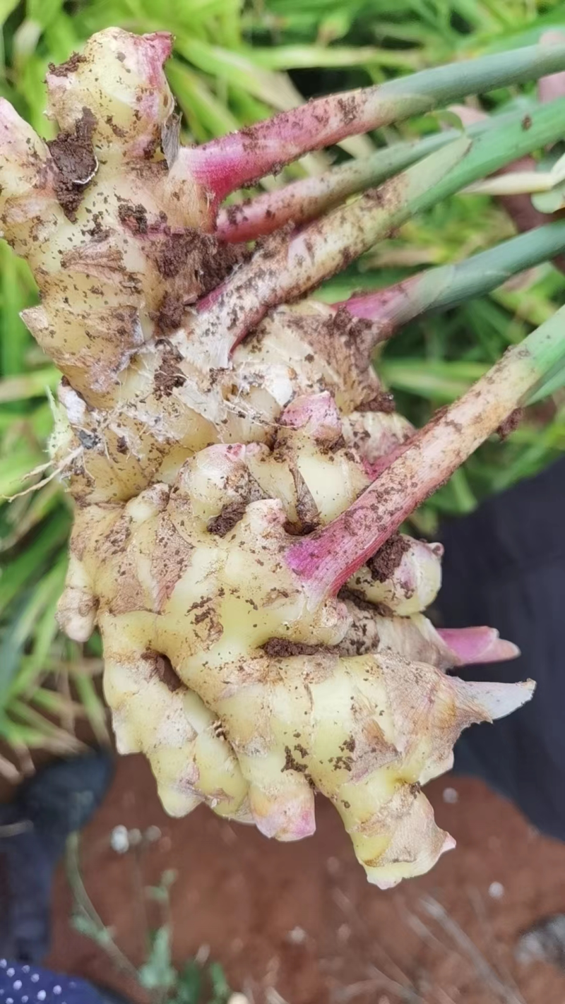 小黄姜精品生姜产地直发坏烂包赔量大优惠视频看货