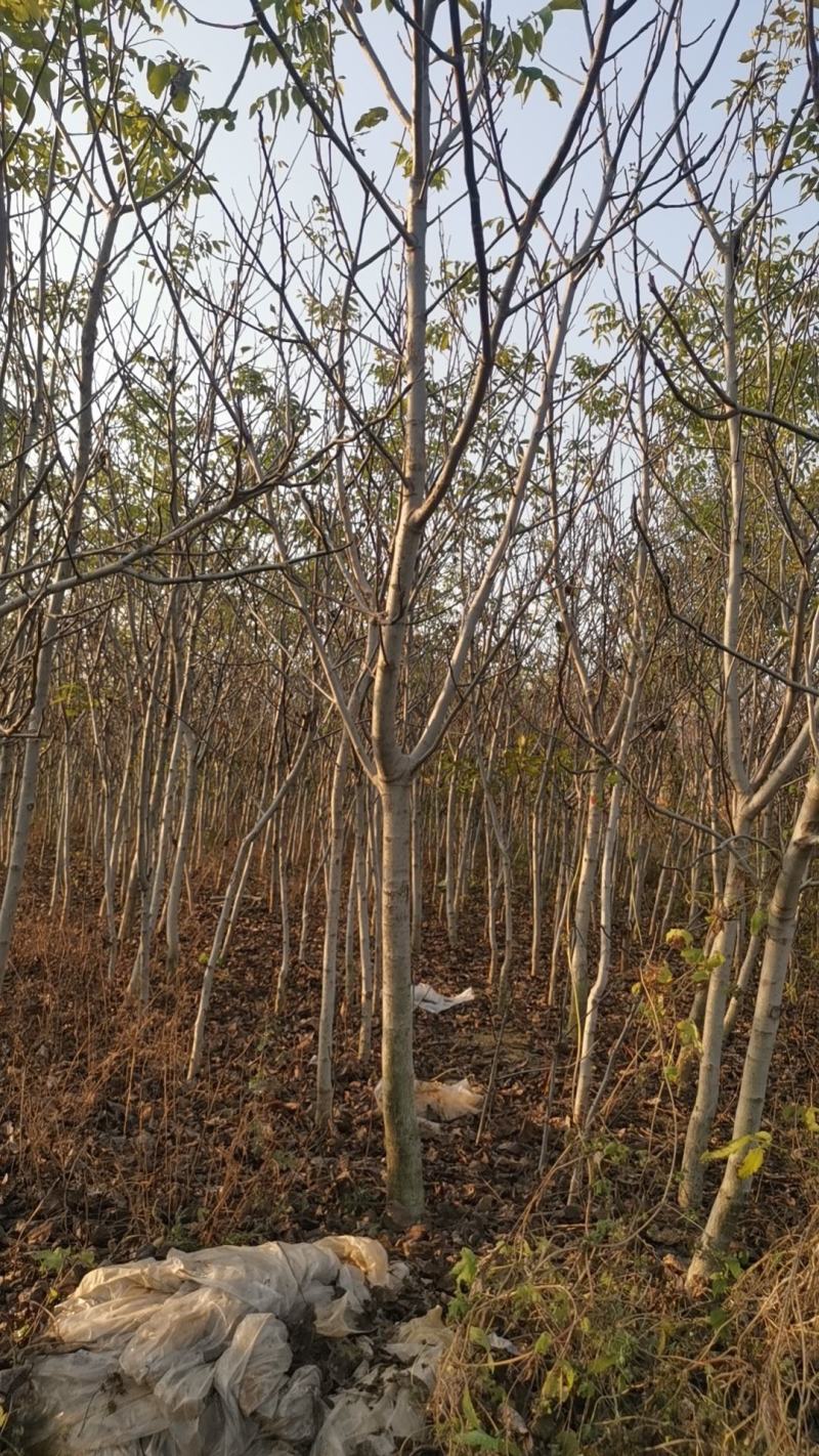 核桃树核桃苗3到7公分嫁接核桃苗清地处理