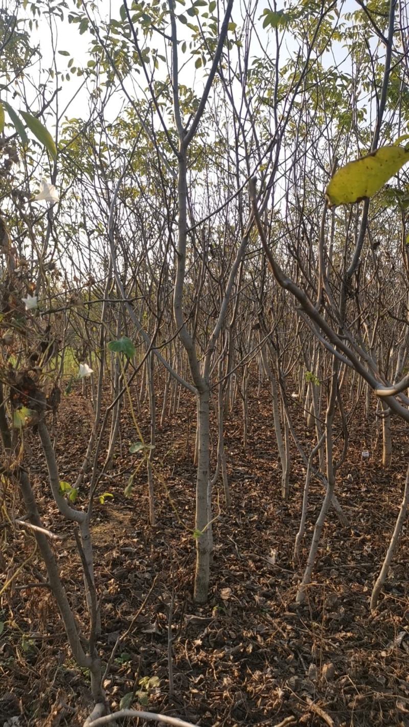 核桃树核桃苗3到7公分嫁接核桃苗清地处理