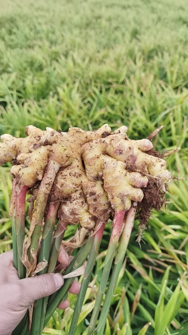 小黄姜精品生姜产地直发坏烂包赔量大优惠视频看货