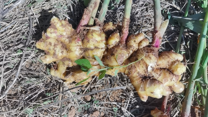 小黄姜精品生姜产地直发坏烂包赔量大优惠视频看货