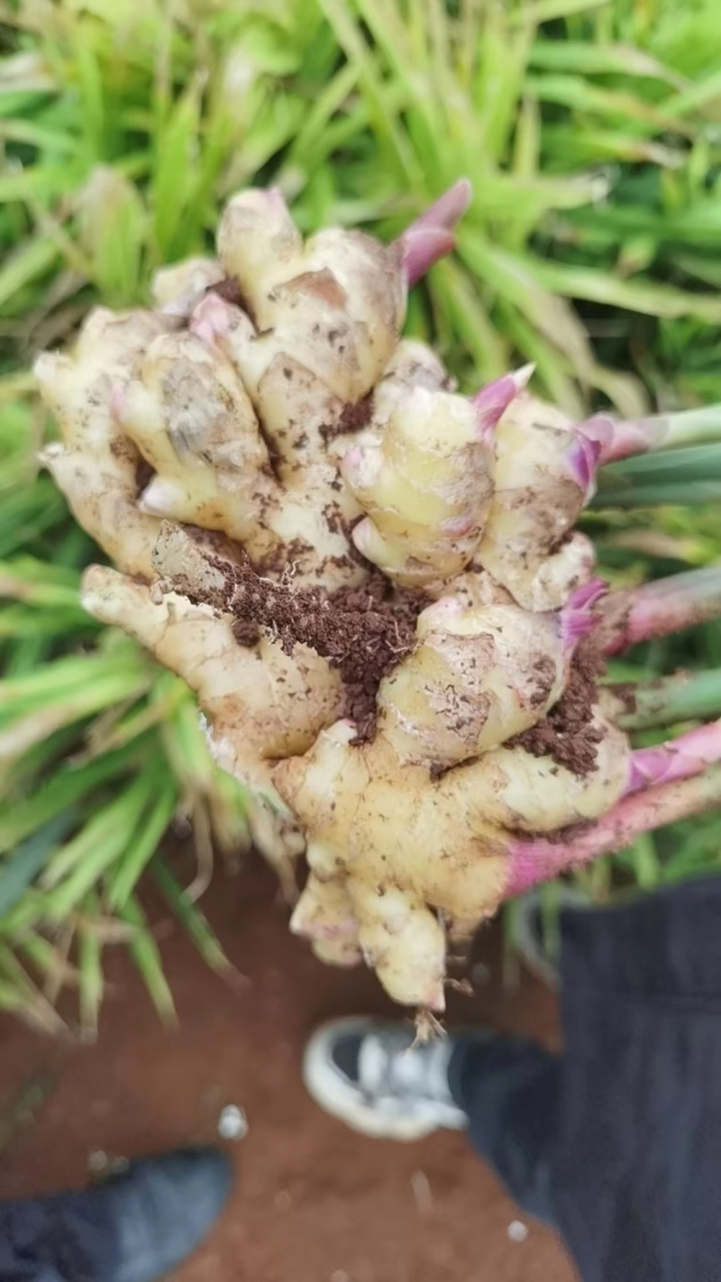 小黄姜精品生姜产地直发坏烂包赔量大优惠视频看货